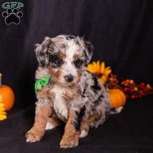 Ron, Mini Bernedoodle Puppy